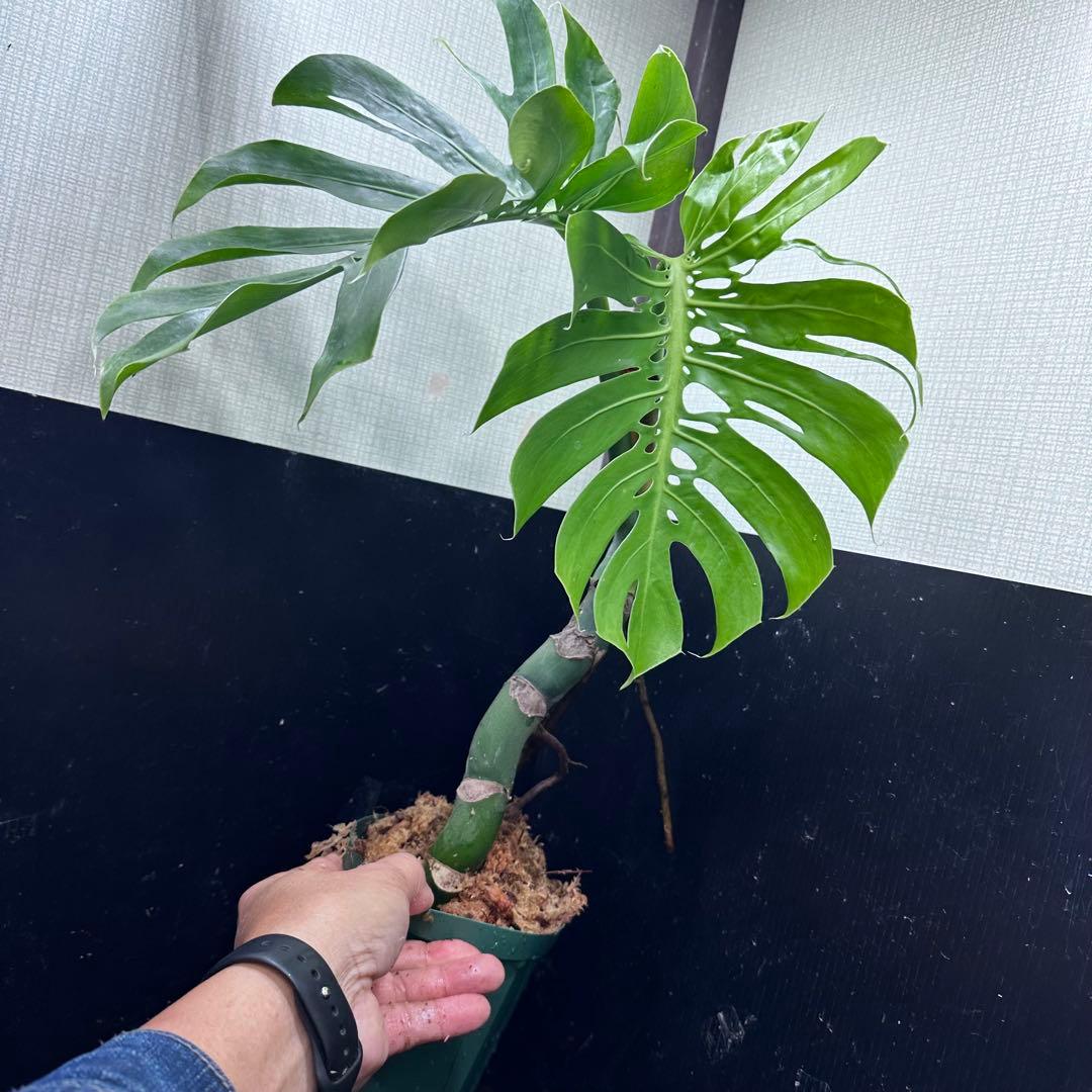 ミ*テ様 モンステラデリシオーサマクロコズム超希少系統鉢植え