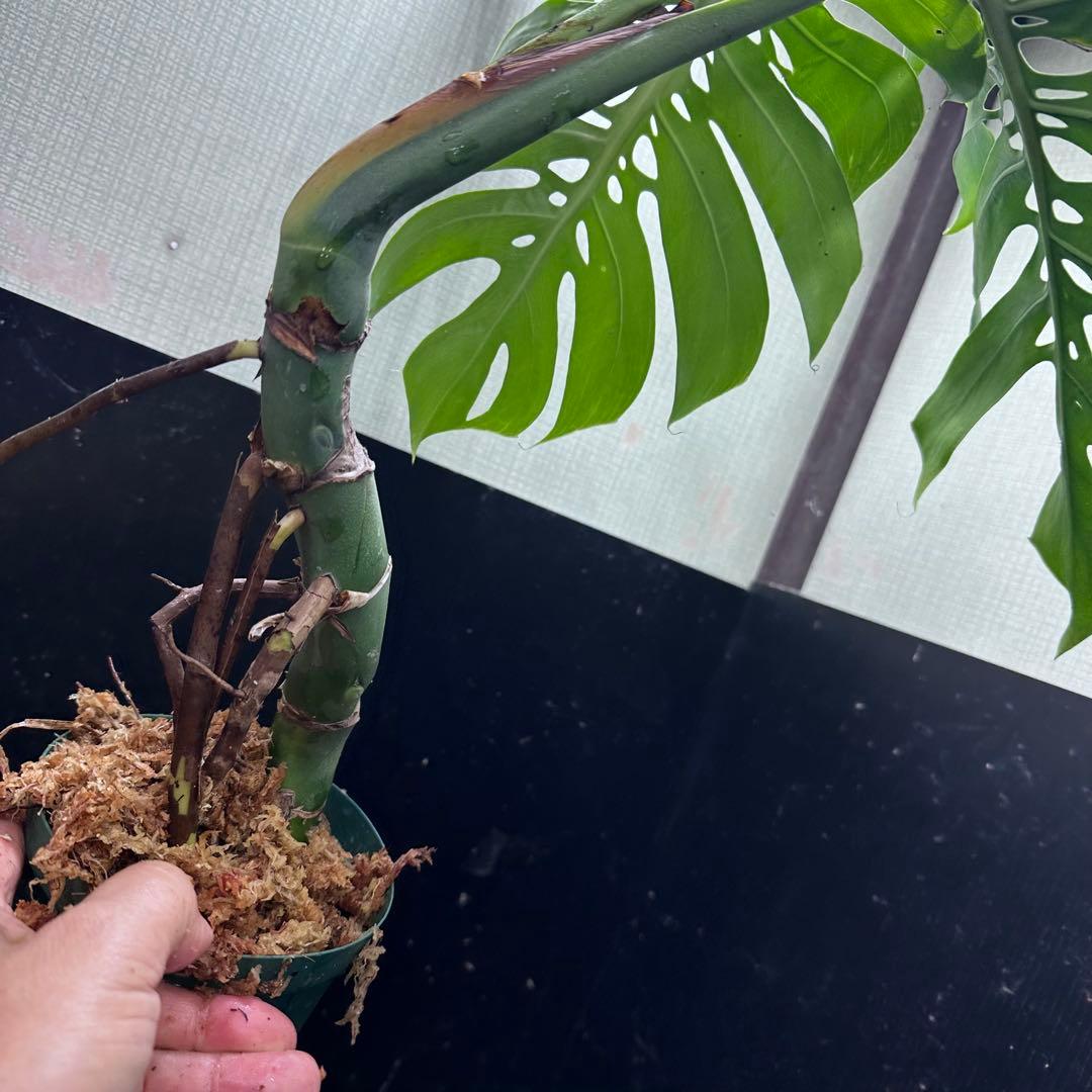 ミ*テ様 モンステラデリシオーサマクロコズム超希少系統鉢植え