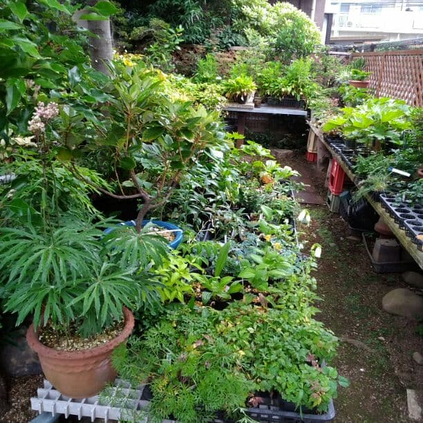 谷合園芸　山野草お探しの方お気軽にお問い合わせ下さい