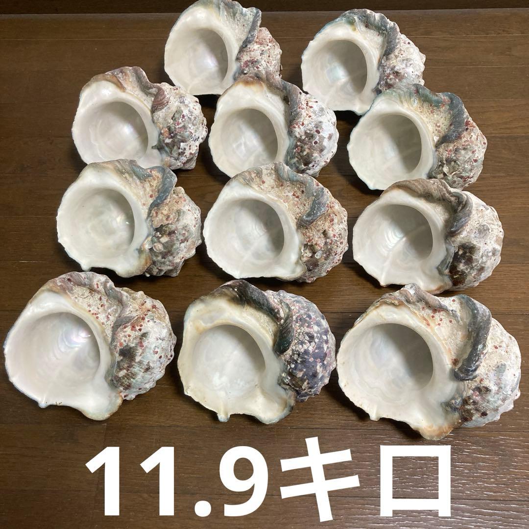 【沖縄産】大きめ夜光貝の殻　まとめ売り　11個　約11.9㎏