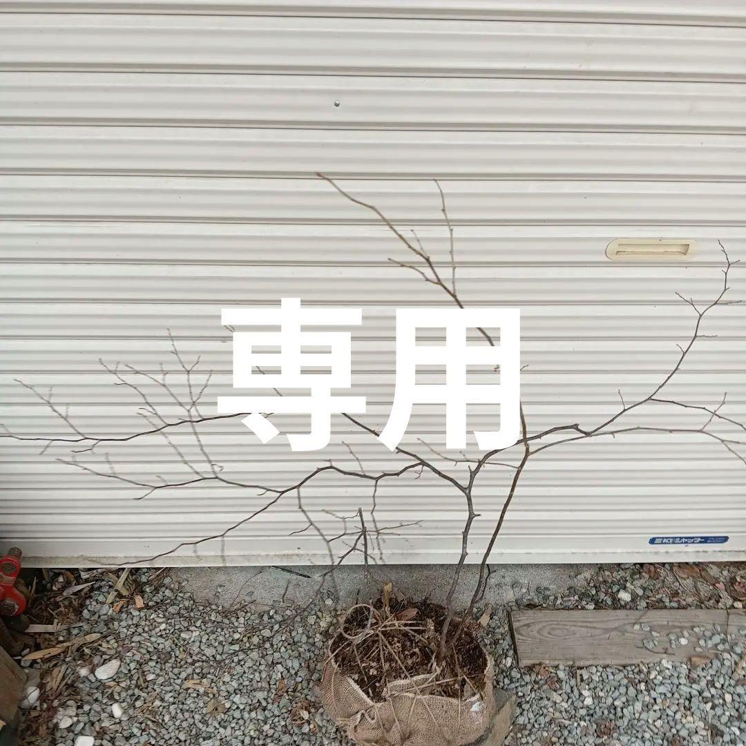 ナツハゼ　3本立ち　山採り