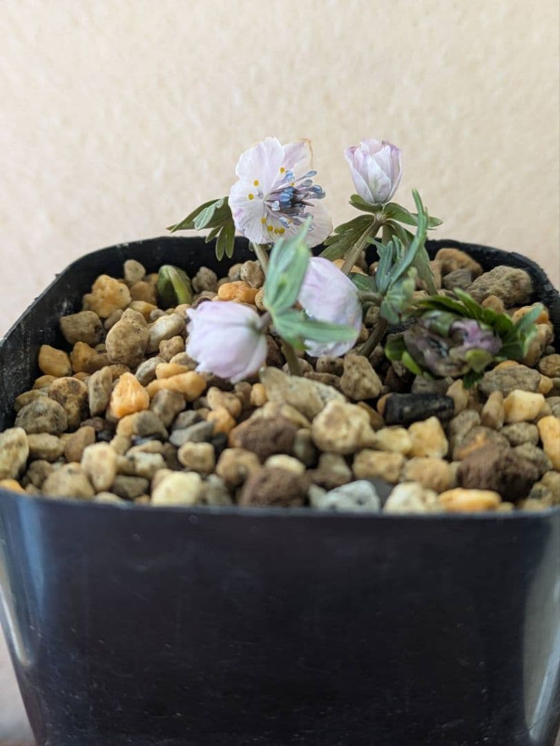 (1)セツブンソウ　赤花　5花