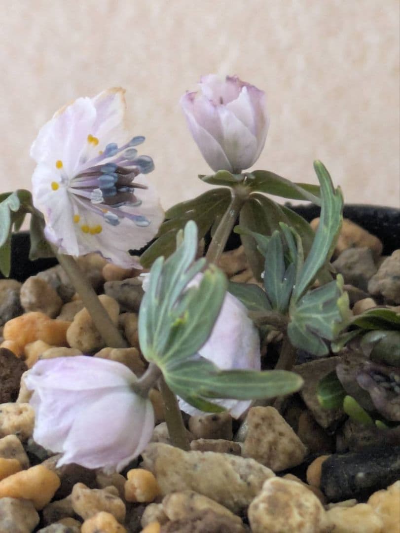 (1)セツブンソウ　赤花　5花