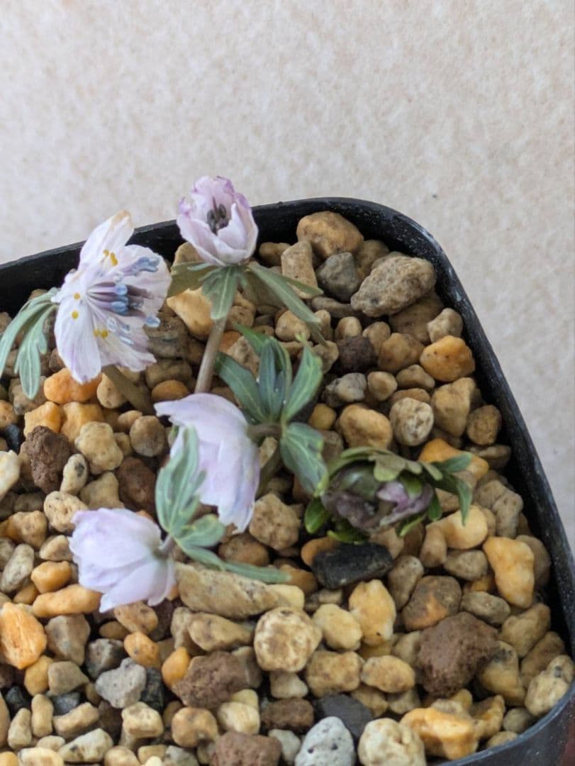 (1)セツブンソウ　赤花　5花