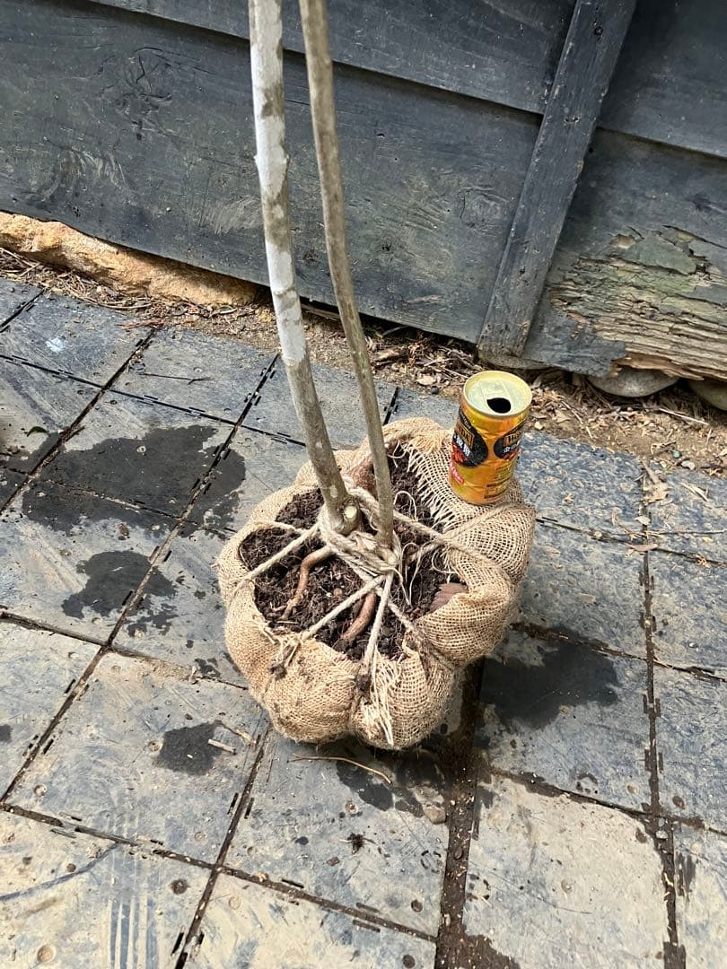 山採り　ヤマウツギ