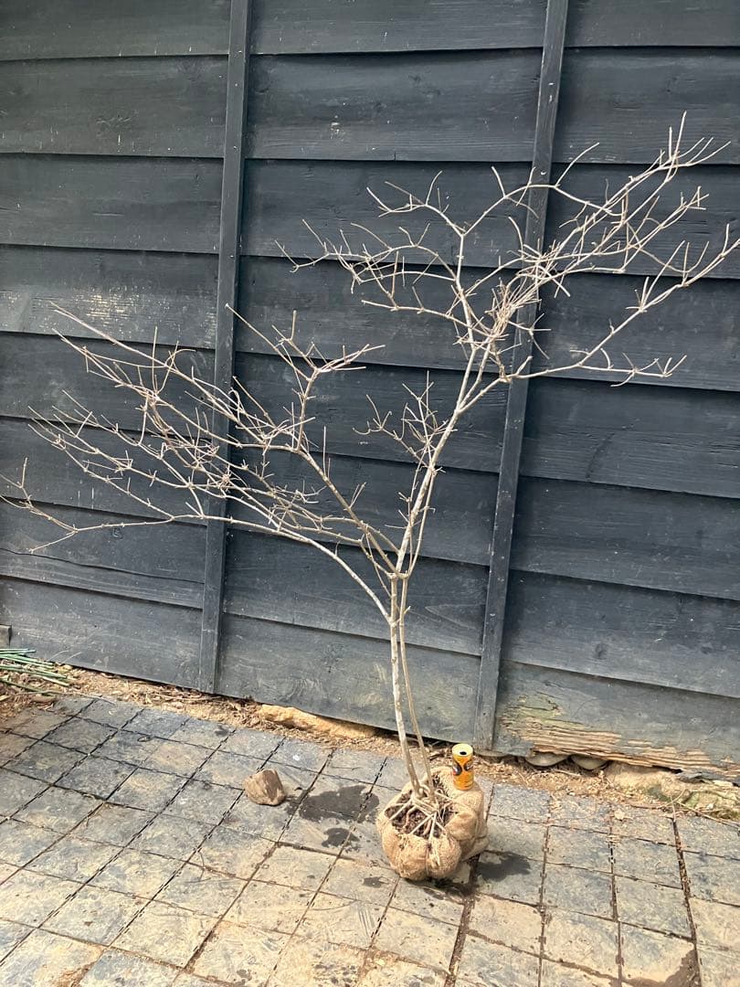 山採り　ヤマウツギ