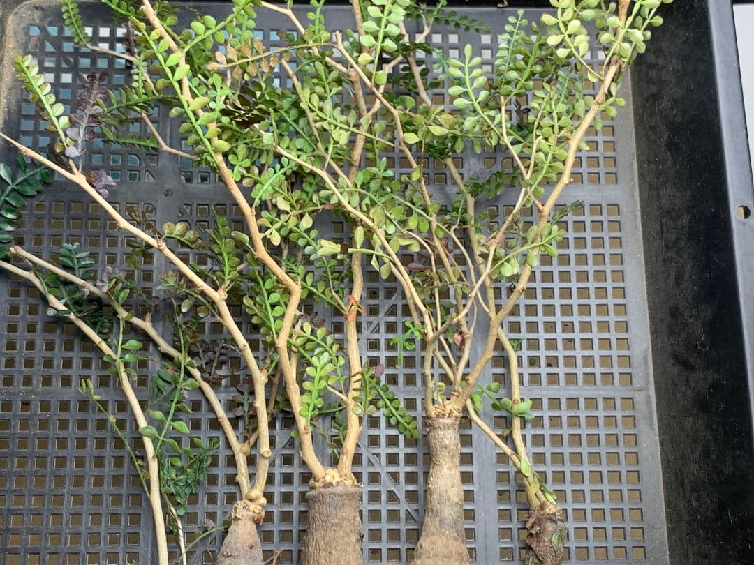 C68 多肉植物 オペルクリカリア・パキプス 5株