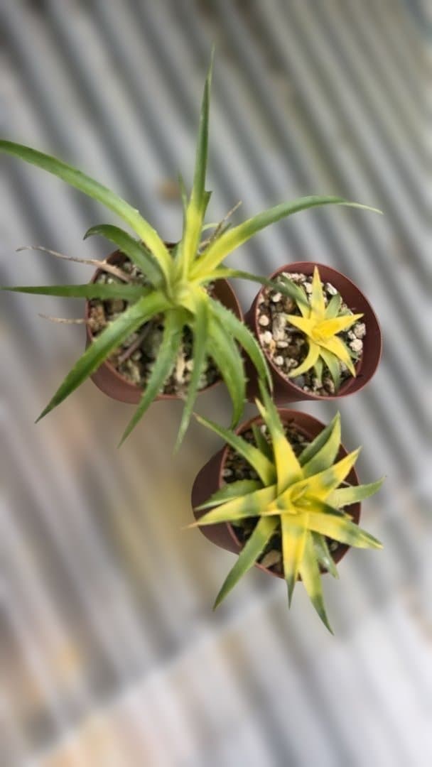 西野様　確認用