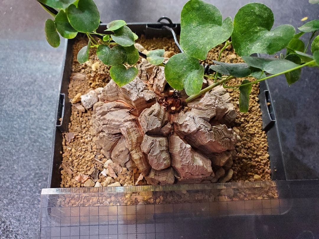 アフリカ亀甲竜 直径10.5cm 鉢ごと