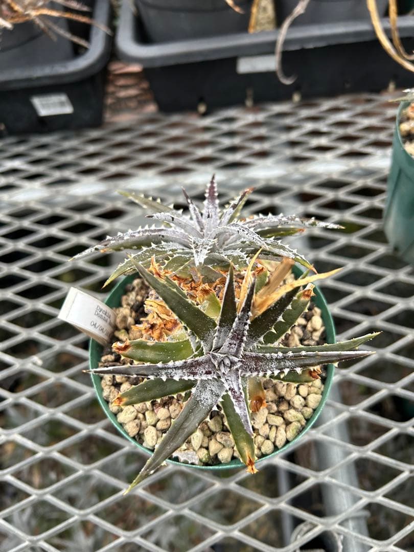 DBディッキア Dyckia Bill Baker hyb #106 ⑶