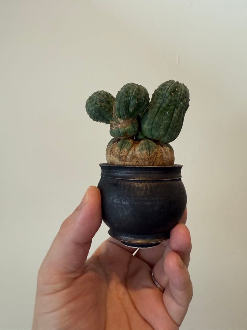 レア奇形　オベサ　モンスト　木質化　たけろうポット