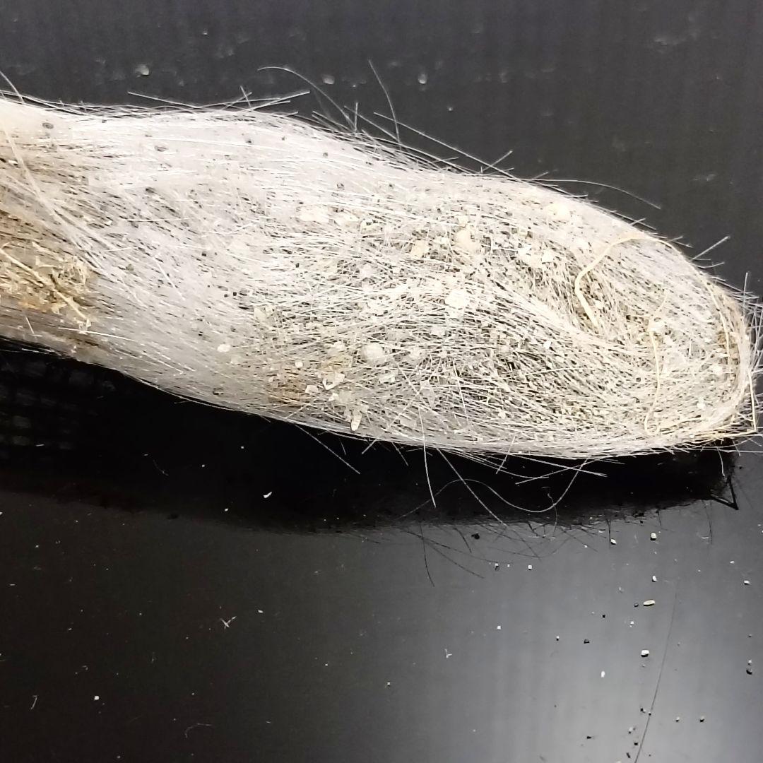 【1点物】極希少☆極美品カイロウドウケツ 縁起物 深海生物 25-30cm 標本