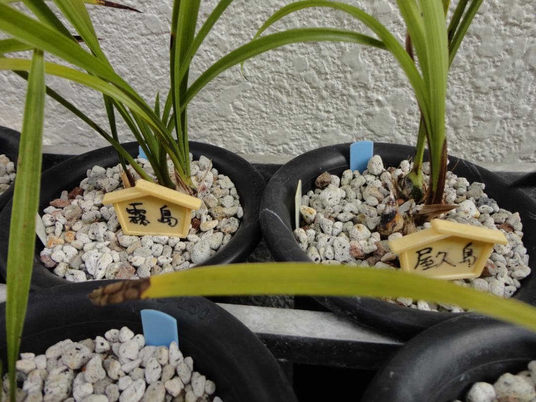 寒蘭 まとめて譲渡