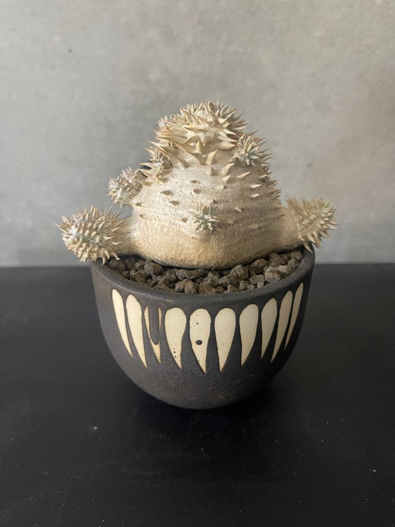 パキポディウムブレビカウレ　実生　VALIEM