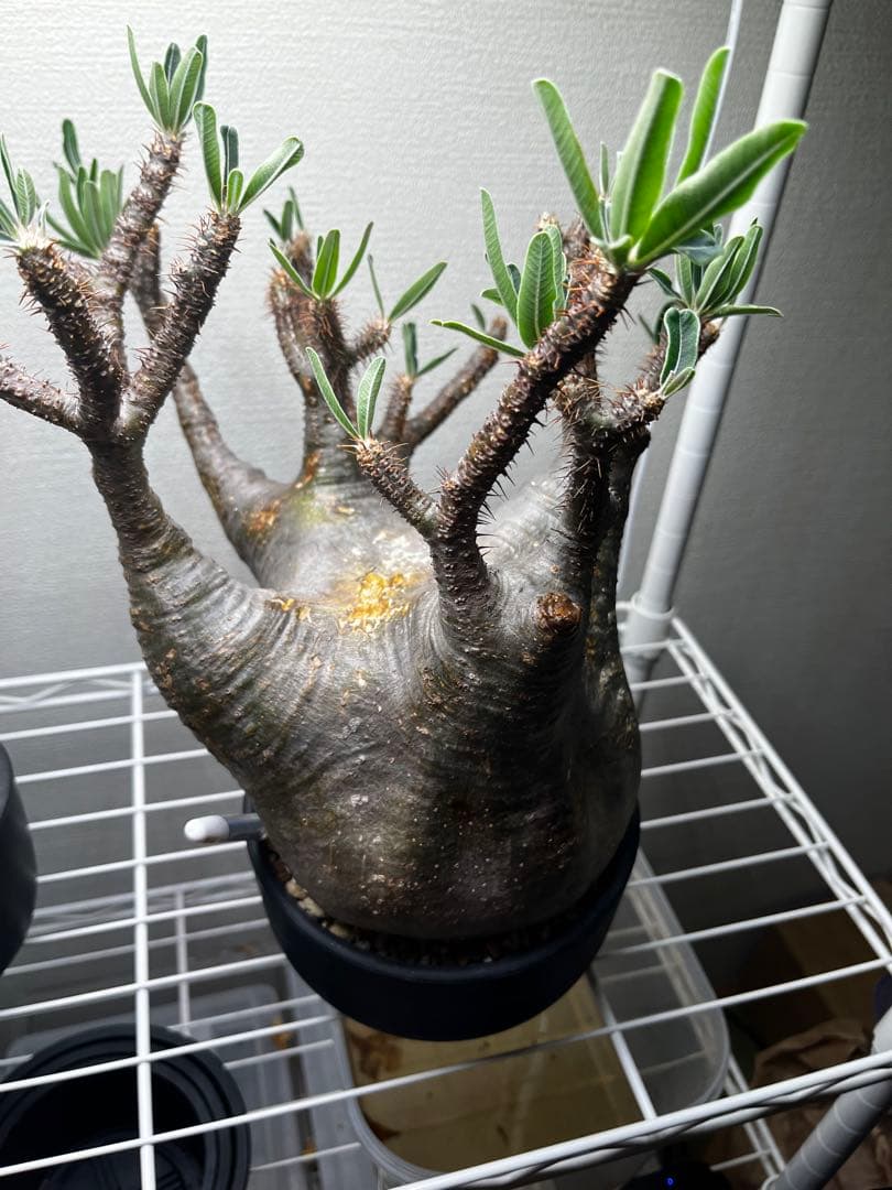 ク*郎様 パキポディウム　グラキリス　大株