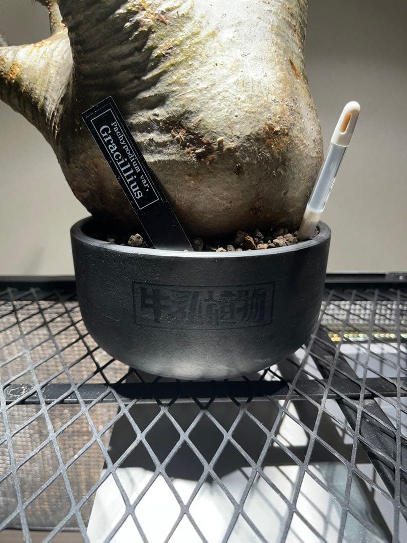 ク*郎様 パキポディウム　グラキリス　大株