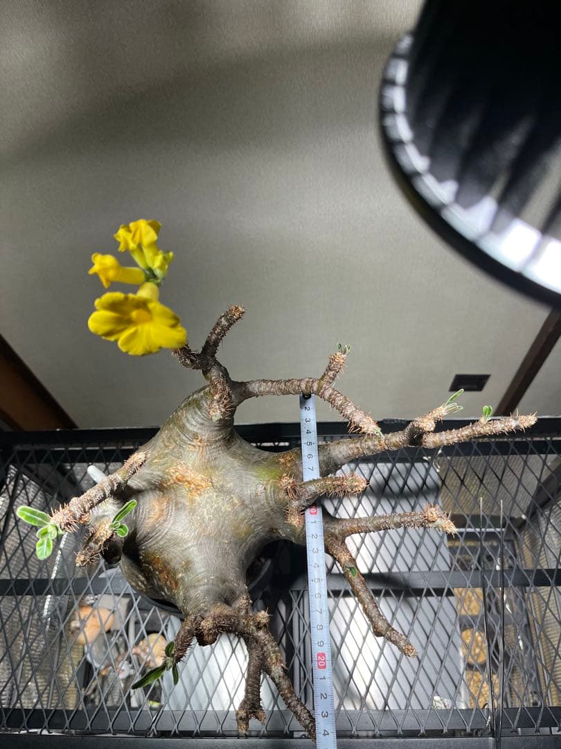 ク*郎様 パキポディウム　グラキリス　大株