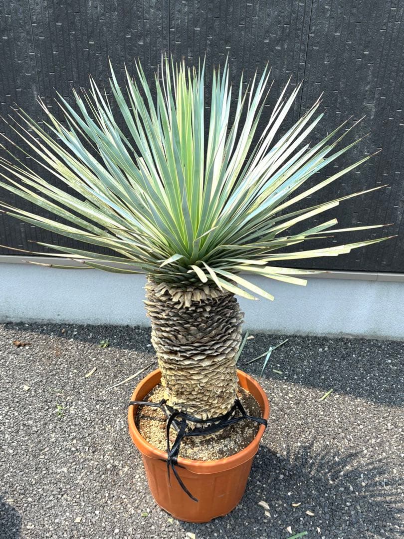 特選株 特選ブルー 【ユッカ ロストラータ】リネアリフォリア チャメロプス好き6