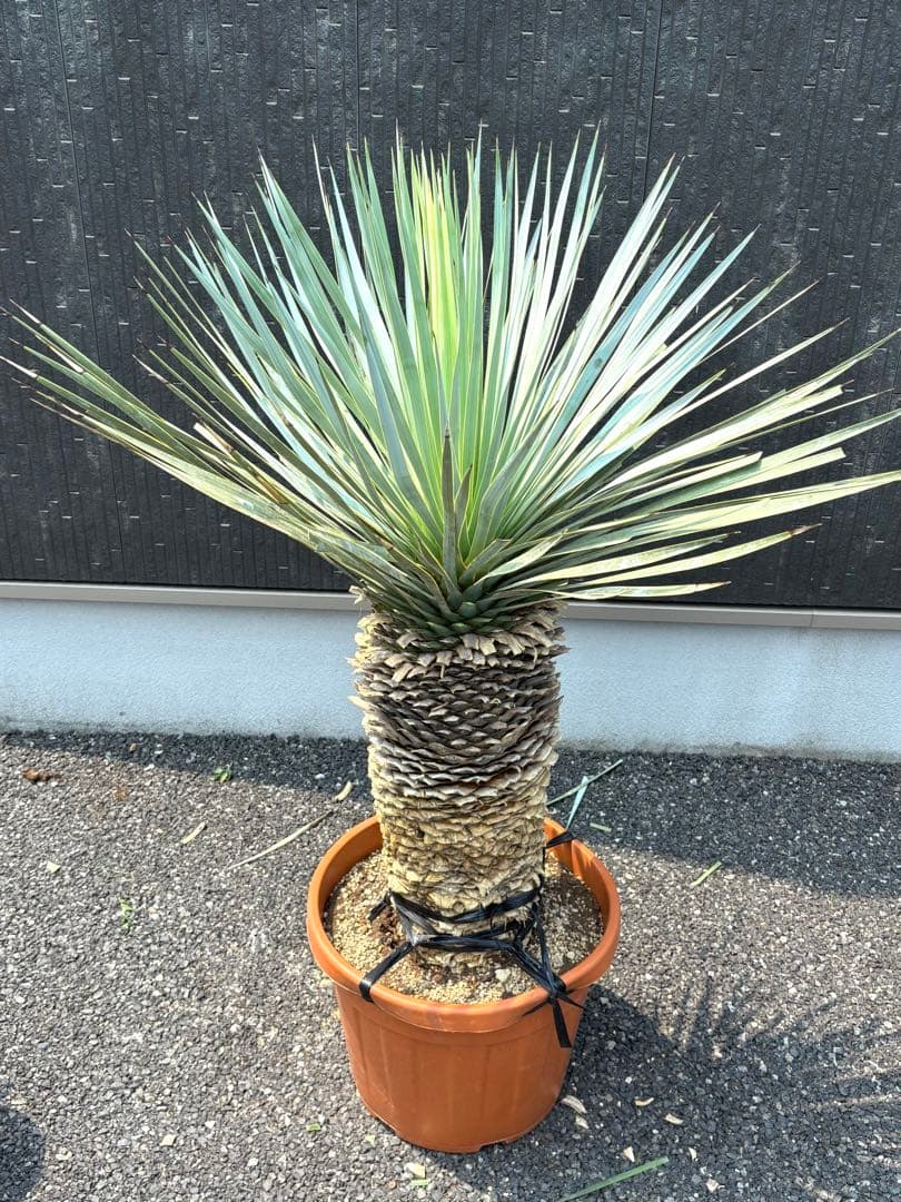 特選株 特選ブルー 【ユッカ ロストラータ】リネアリフォリア チャメロプス好き6