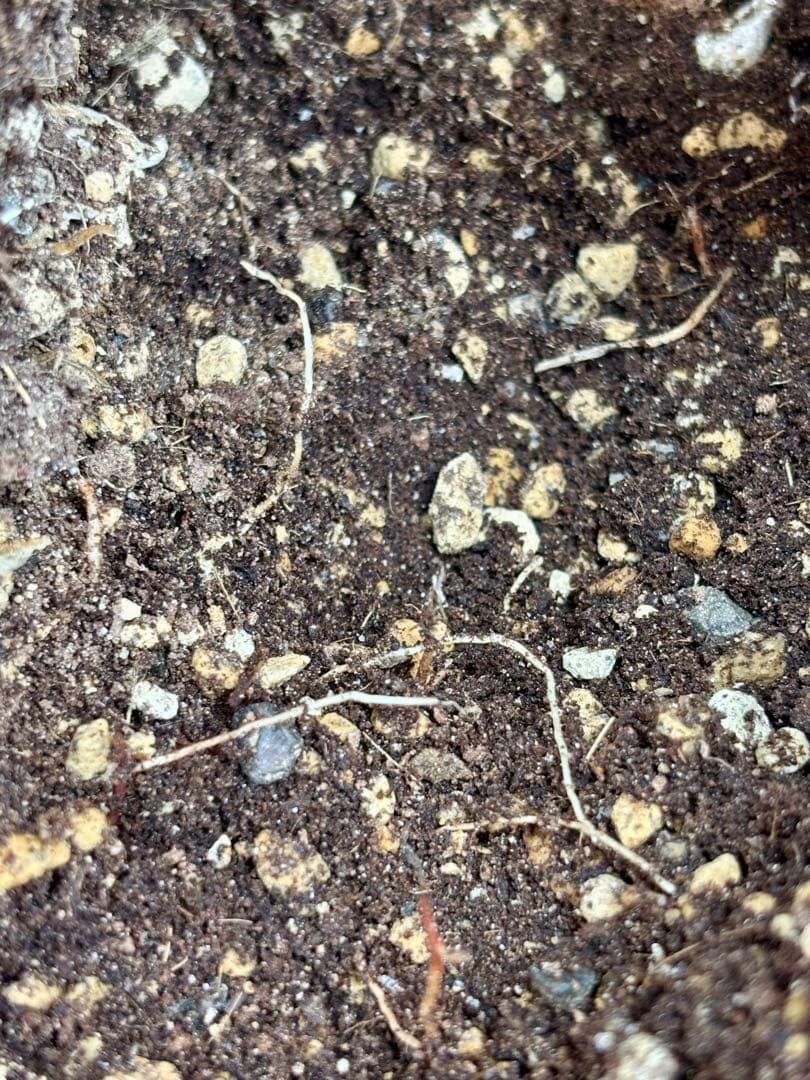 特選株 特選ブルー 【ユッカ ロストラータ】リネアリフォリア チャメロプス好き6