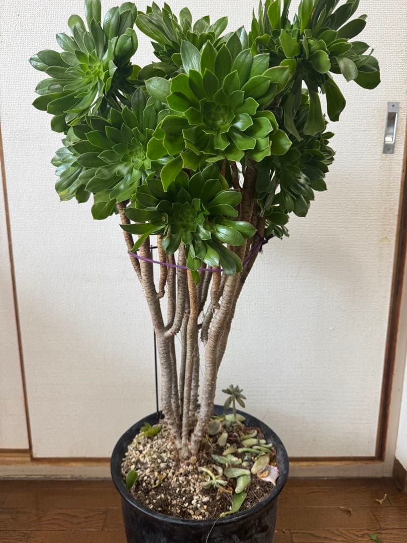 多肉植物緑カシミヤの法師古株