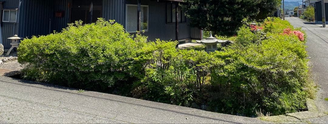 ドウダンツツジ 生垣 バラ売り可【石川県引き取り限定】まとめ割