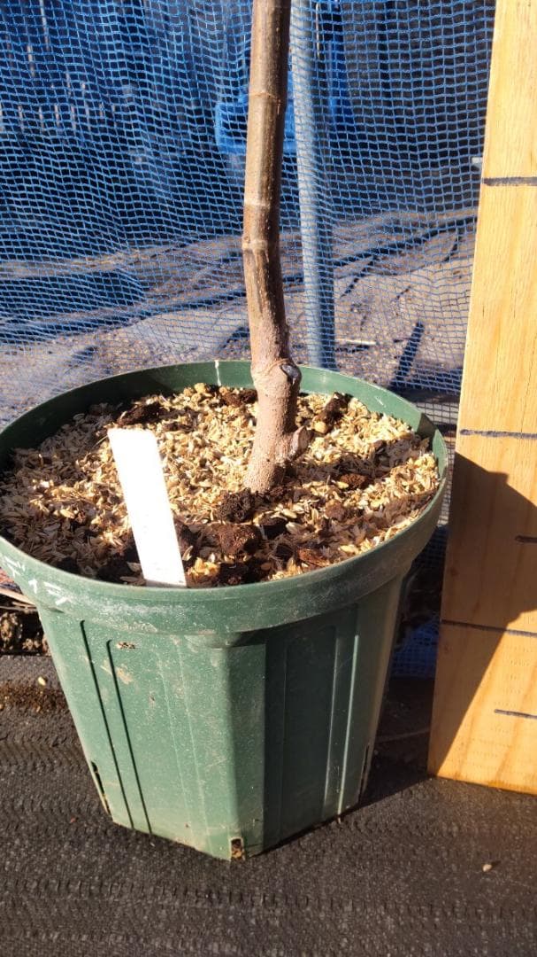 イチジク ブラックマデイラ 8号鉢植えと穂木４本　 №1