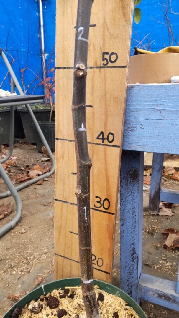 イチジク ブラックマデイラ 8号鉢植えと穂木４本　 №1