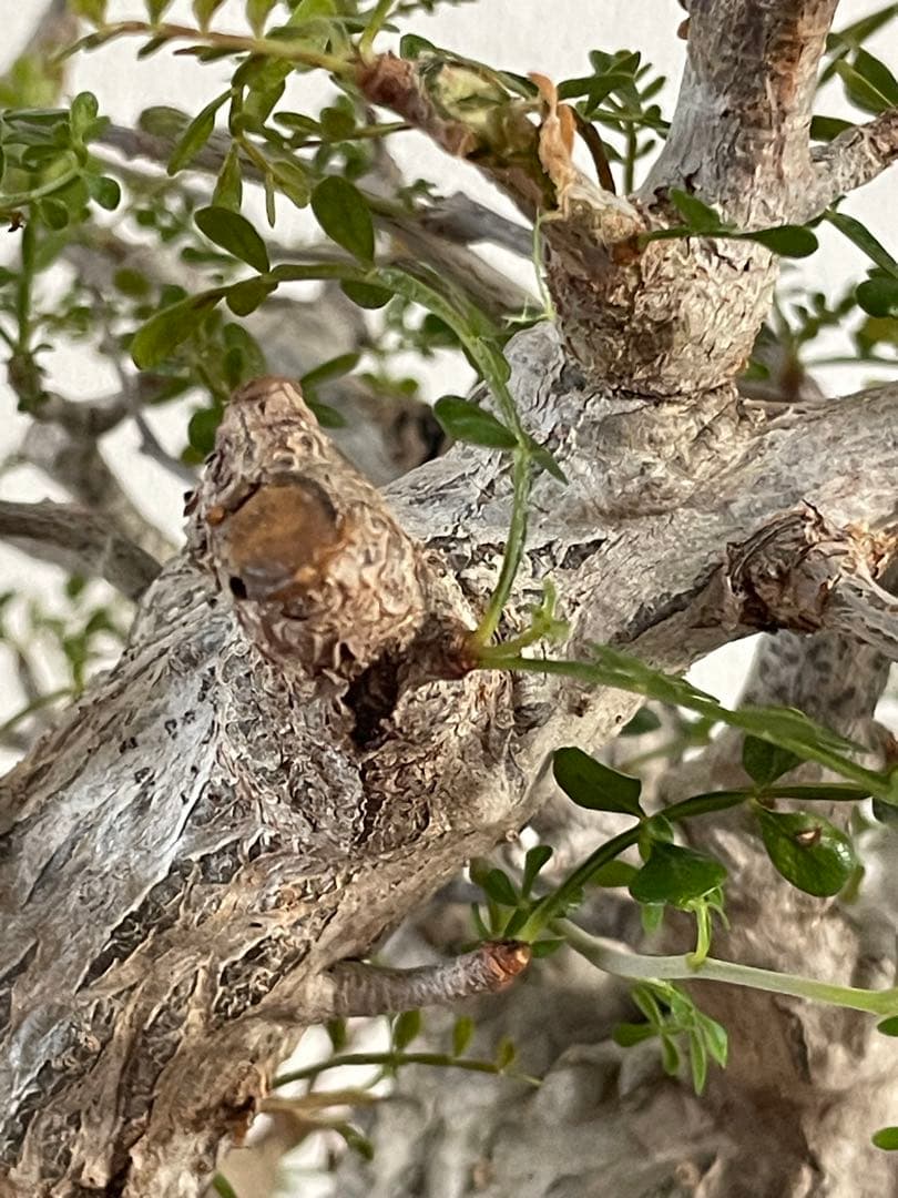 【現地球／発根済】オペルクリカリア　パキプス（2頭）ODDROOTS管理株