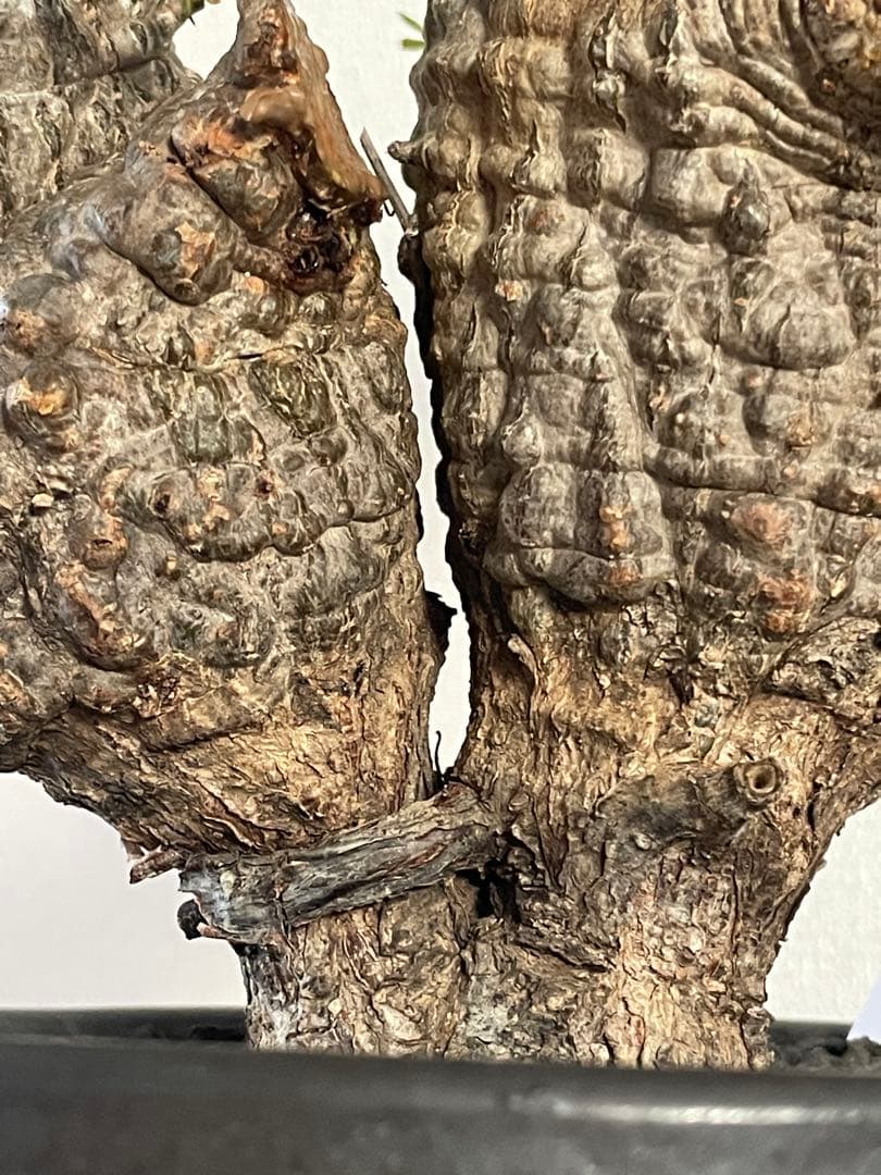 【現地球／発根済】オペルクリカリア　パキプス（2頭）ODDROOTS管理株