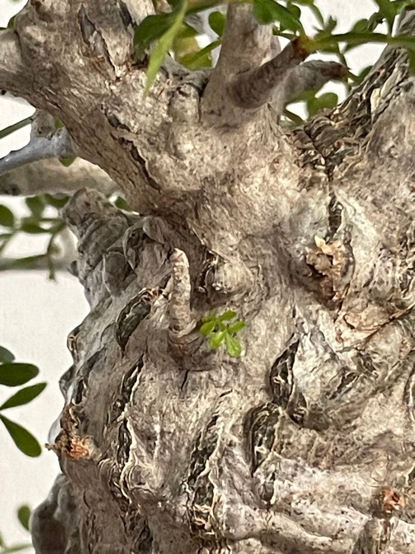 【現地球／発根済】オペルクリカリア　パキプス（2頭）ODDROOTS管理株