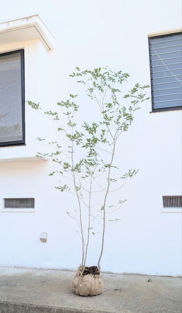 ayakaさま専用。3点セット。