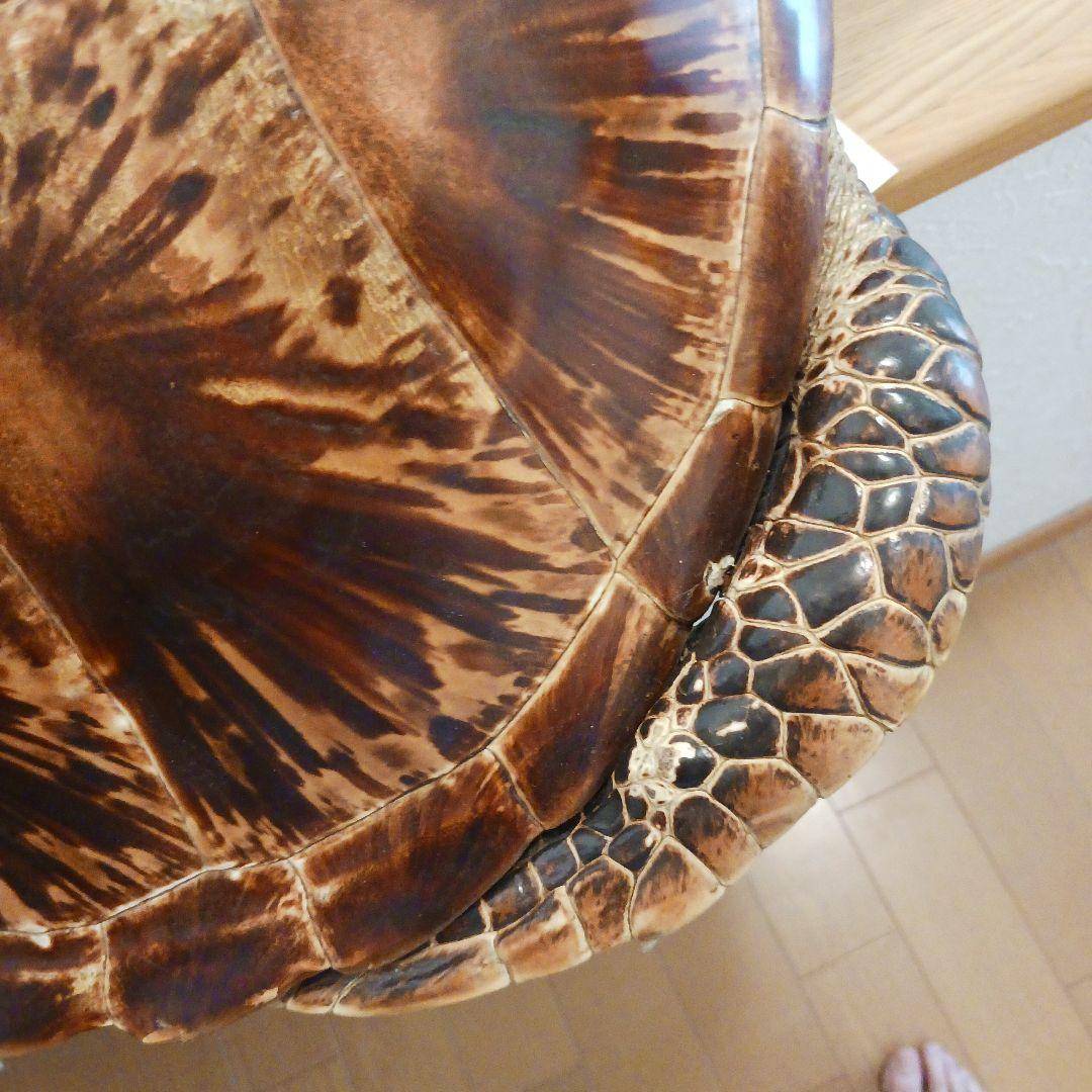 カメの剥製　オブジェ　壁掛け