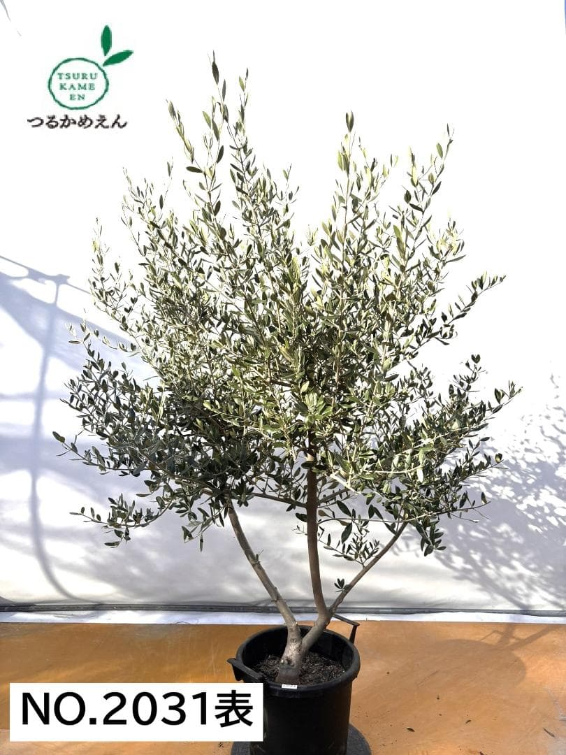 オリーブの木　コレッジョラ　約170cm　NO.2031　大型　現品掲載