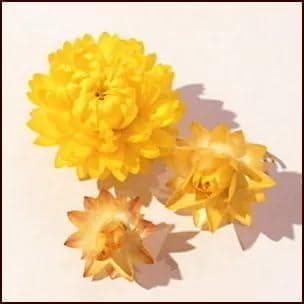 ドライフラワーヘリクリサム 花材