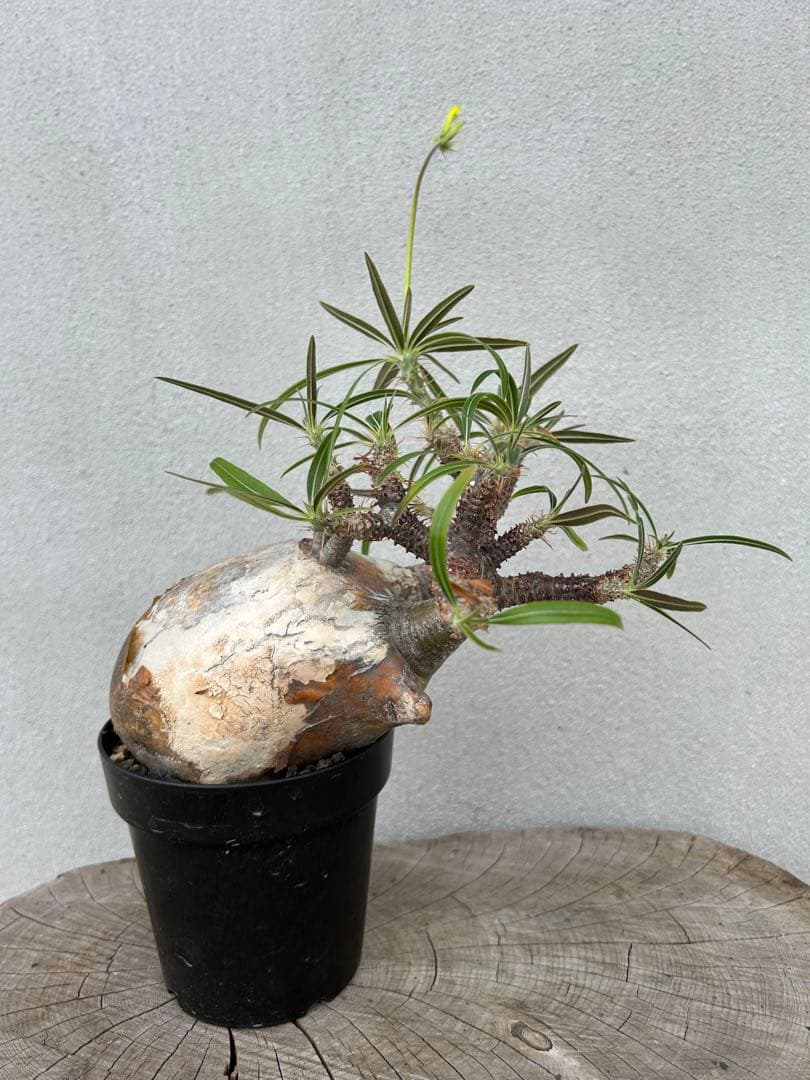 【森のこびとページ】塊根植物　グラキリス　現地球　発根済み