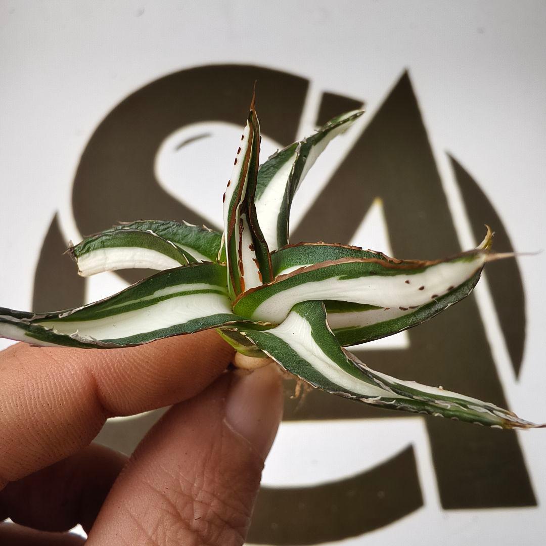 855【上澳園芸】アガベ 氷山白中斑 SSS級 極上斑入り白中斑錦