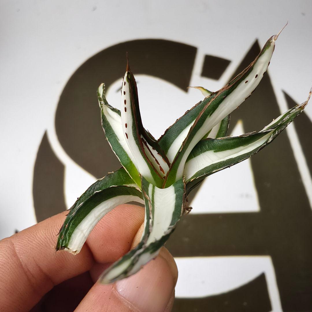 855【上澳園芸】アガベ 氷山白中斑 SSS級 極上斑入り白中斑錦