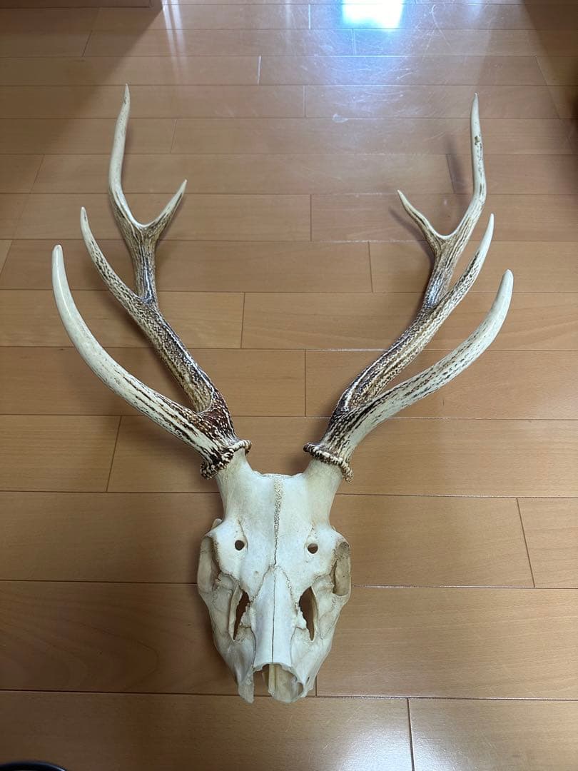 貴重!!北海道産【日本エゾシカの角】頭蓋骨