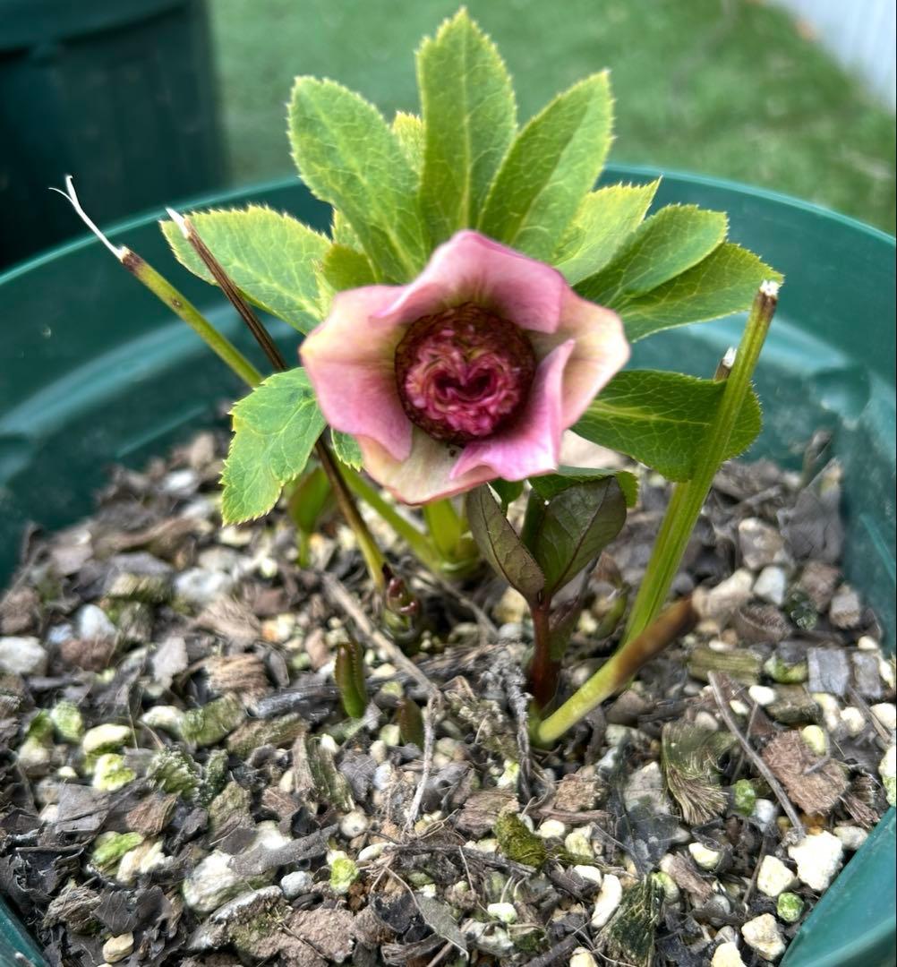 こ*ん様 メビウスのようなセミダブル　加藤農園　株分苗