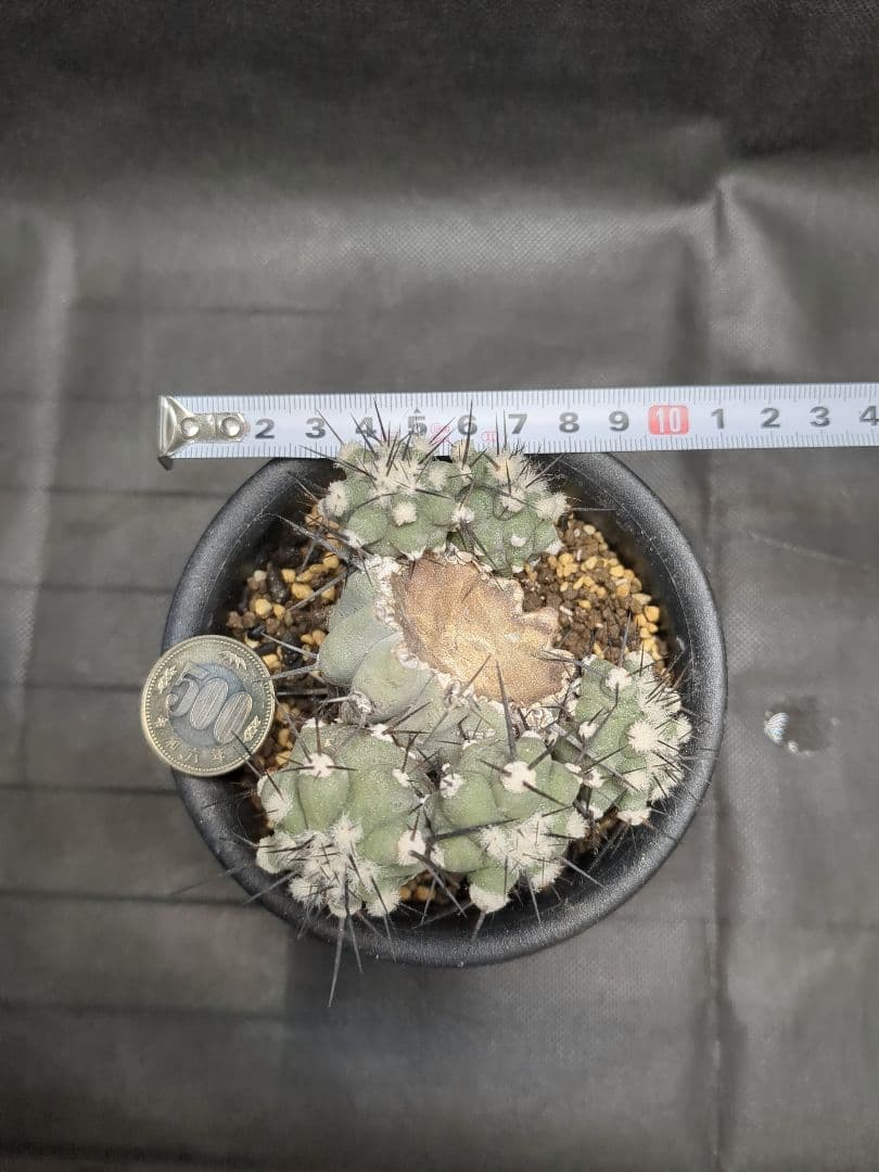 Copiapoa　コピアポア カリザレンシス　黒閃玉　現地球　群生　貴重