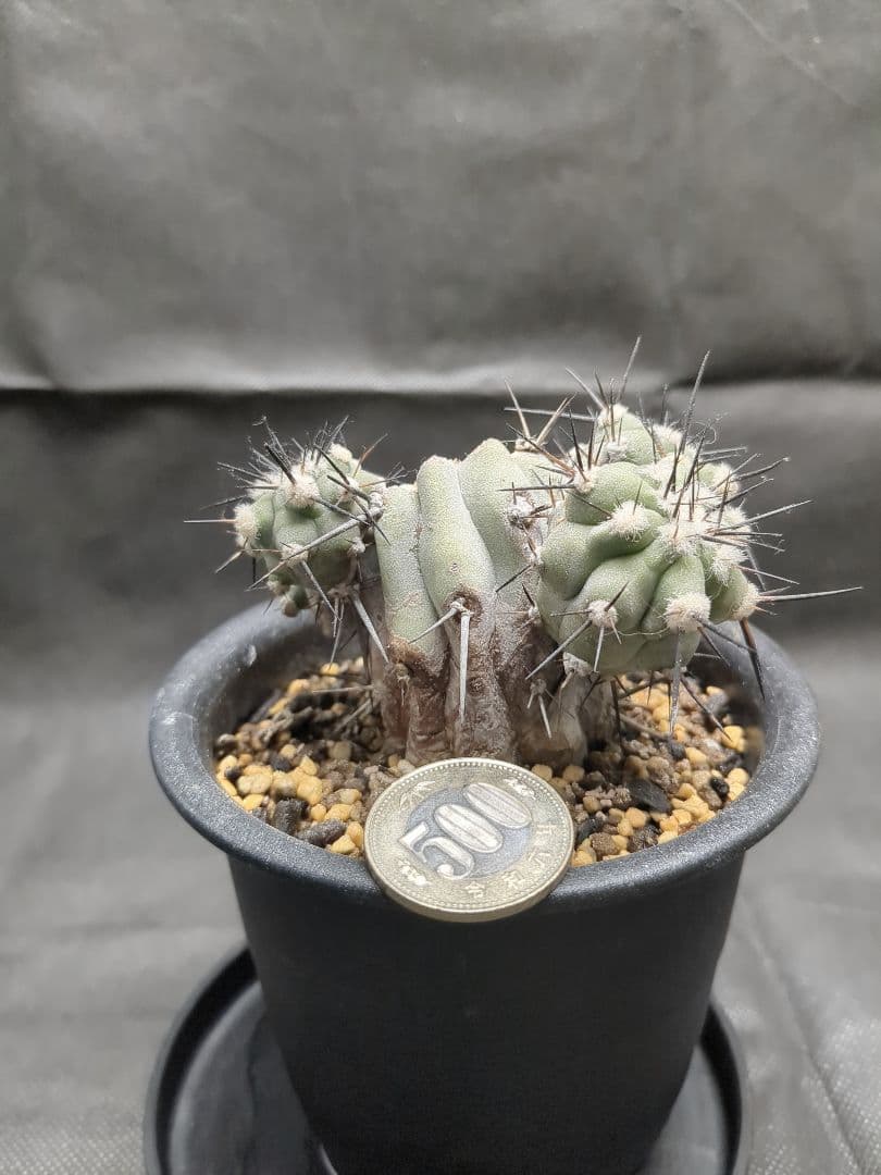 Copiapoa　コピアポア カリザレンシス　黒閃玉　現地球　群生　貴重