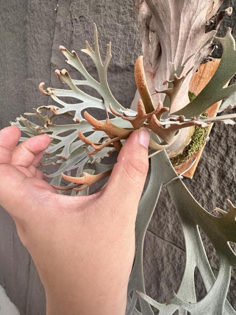 P. Fly ( Yellow Moon dwarf ) YMDS 胞子 #5