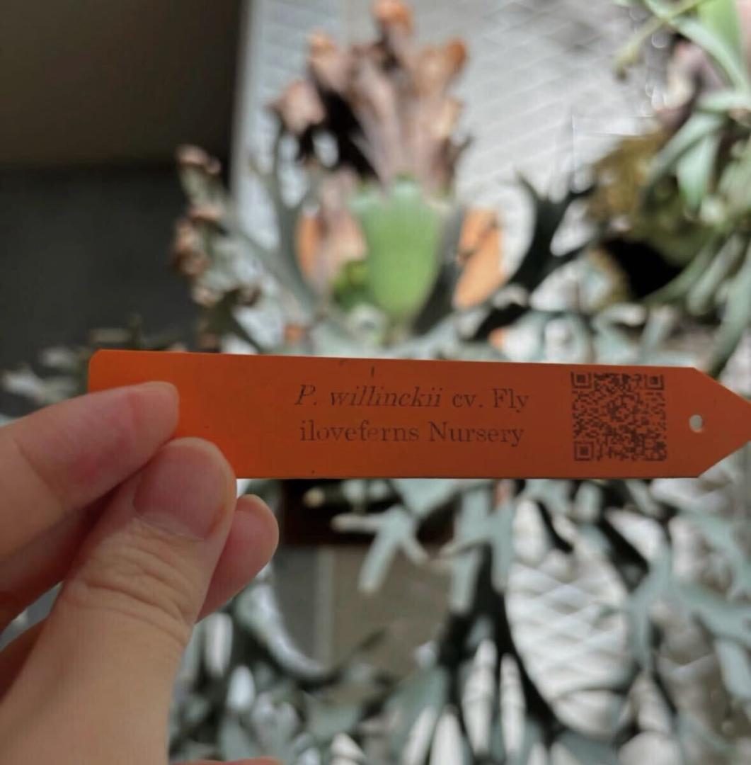 P. Fly ( Yellow Moon dwarf ) YMDS 胞子 #5