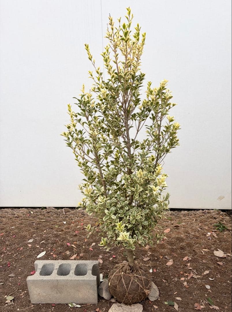 斑入りヒイラギ /89