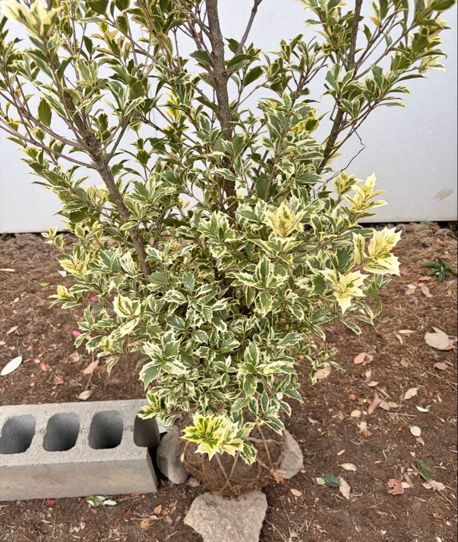 斑入りヒイラギ /89