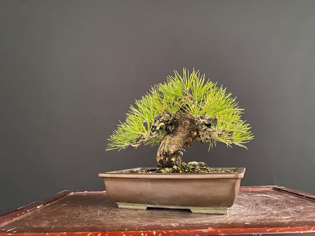 白木盆栽園　黒松　樹高20センチ　小品盆栽黒松赤松五葉松真柏雑木観葉植物