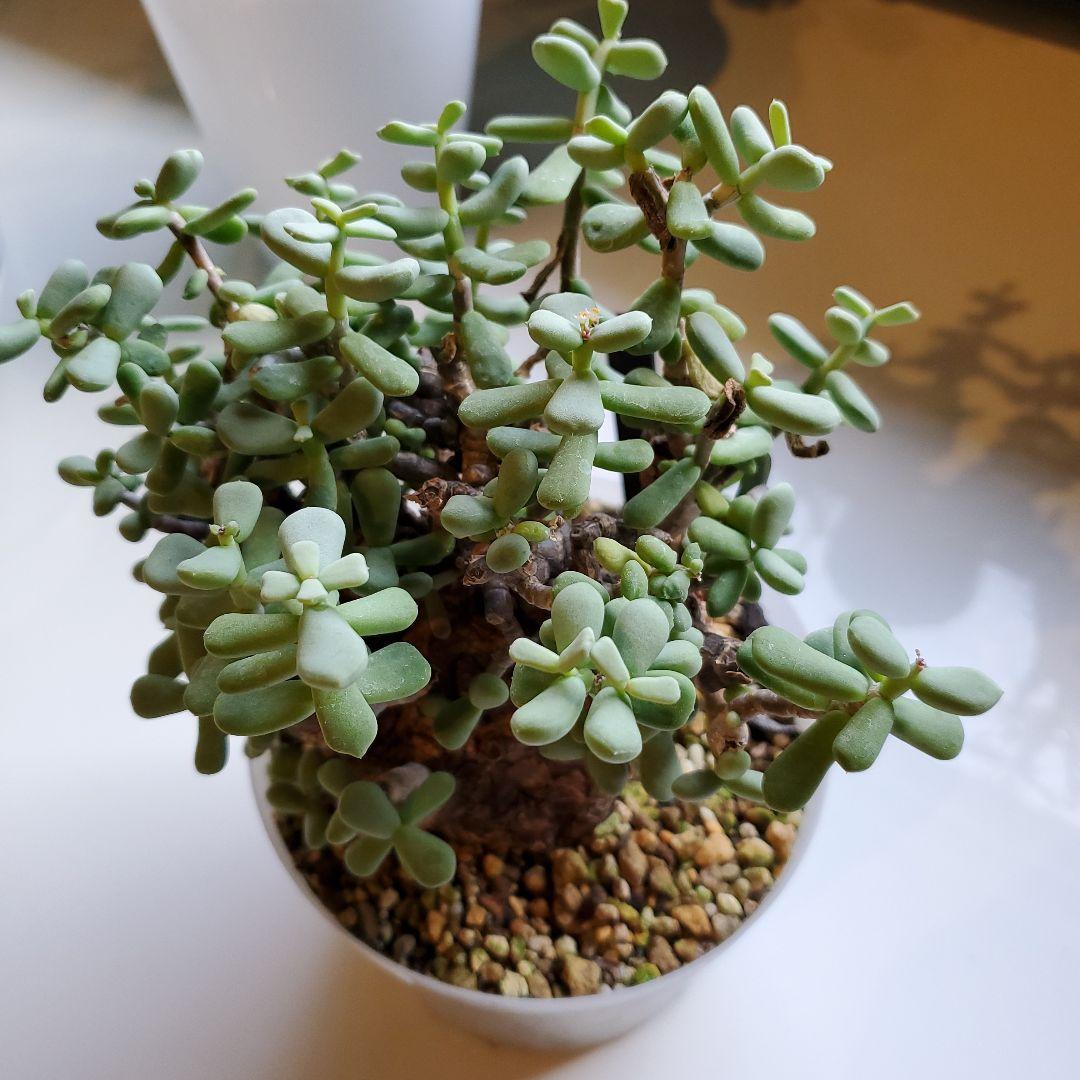 ケラリア※ピグマエア