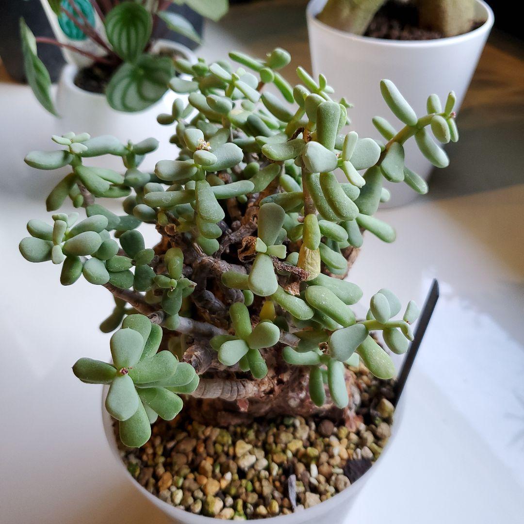 ケラリア※ピグマエア