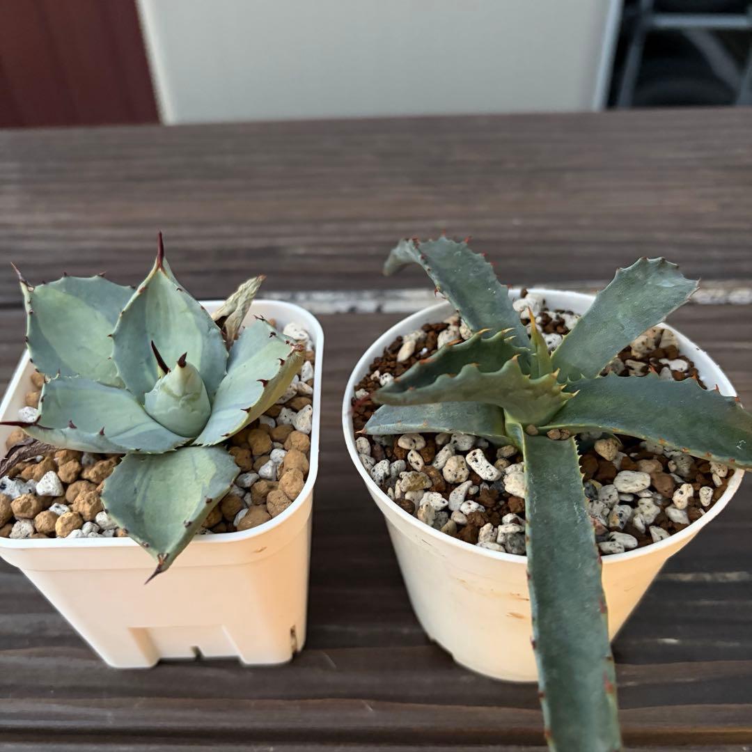 アガベ　ジェントリージョーズ　パリー吉祥天錦　セット